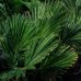 Palma konopná (Trachycarpus wagnerianus) – výška kmeňa 20-25 cm, celková výška 80-90 cm, kont. C20L (-19°C)